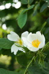 Kwitnąca biała dzika róża, rosa canina, popularny składnik leków, herbat i kosmetyków