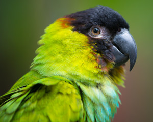 Portrait of conure parrot with black head © Robert Hainer
