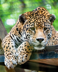 Fototapeta premium South American jaguar