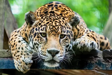 Zelfklevend Fotobehang Panter Zuid-Amerikaanse jaguar
