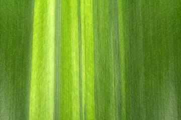 green leaf