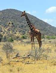 African Giraffes