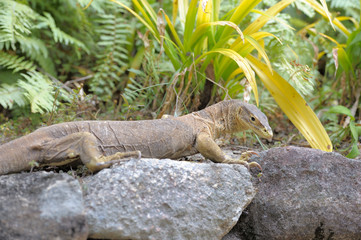 Lizard auf Lizard Island