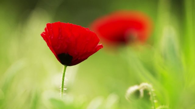 Red Poppy Flourishing