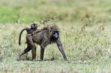 Baboons