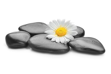 zen basalt stones and daisy