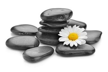 zen basalt stones and daisy