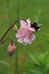 Hummel auf Akelei