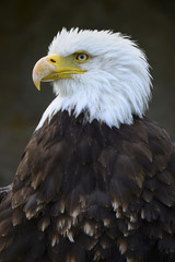 Der stolze Weißkopfseeadler