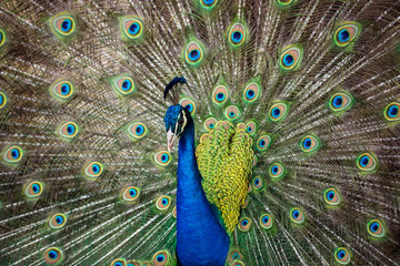Obraz premium Portrait of beautiful peacock with feathers out..