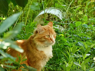 Naklejka na ściany i meble Red cat hiding in grass