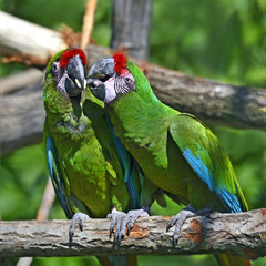 Beautiful Pet Parrot © kyslynskyy