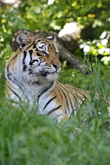 Amur Tiger