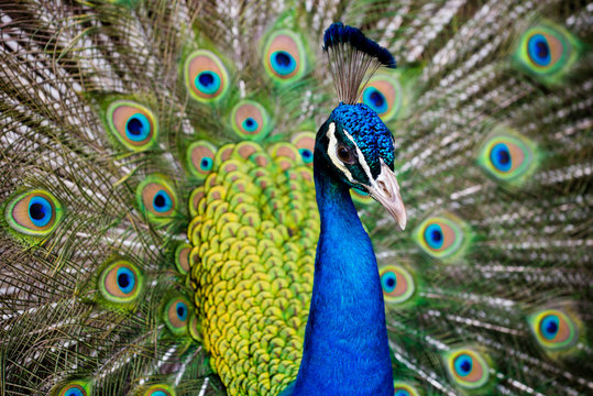 Fototapeta Portrait of beautiful peacock with feathers out..