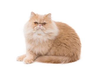 Persian cat sitting on the white background.