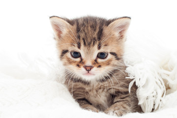 Fototapeta na wymiar little kitten on white bedspread