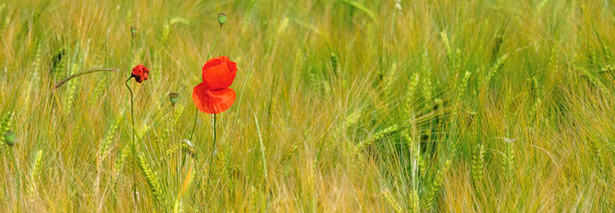 Naklejka premium Coquelicot en fleur dans un champ de blé