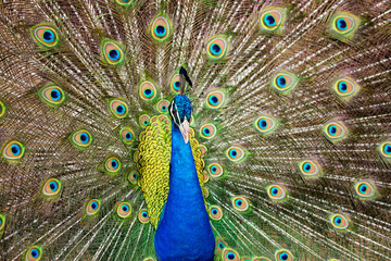 Portrait of beautiful peacock with feathers out..