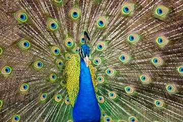 Papier Peint photo Paon Portrait of beautiful peacock with feathers out..