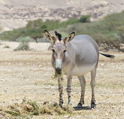 Somali wild ass (Equus africanus) in Israeli nature reserve