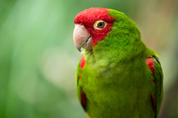 Portrait of red and green conure parrot