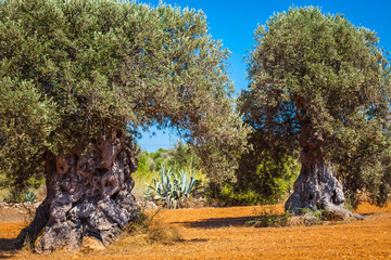 Ibiza island landscape with agriculture fields on red clay soil