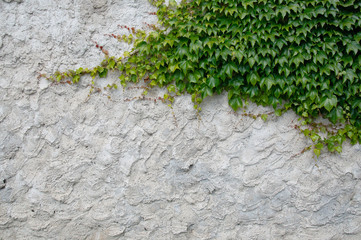 old plaster with ivy
