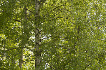 Obraz premium trees in landscape