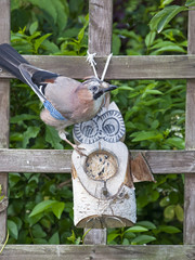 Eichelh&auml;her an Futtereule