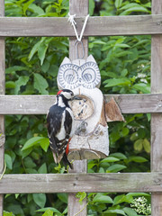 Buntspecht an Futtereule