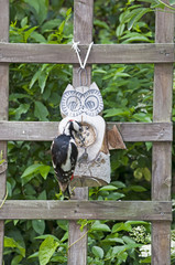 Buntspecht am Meisenkn&ouml;del