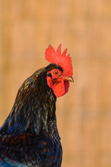 Portrait of a rooster.