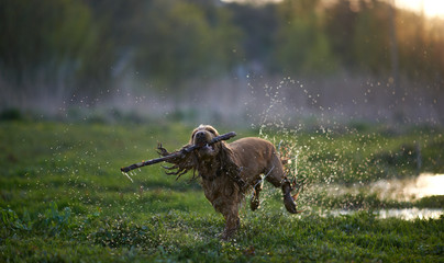 redhead Spaniel dog running with a stick