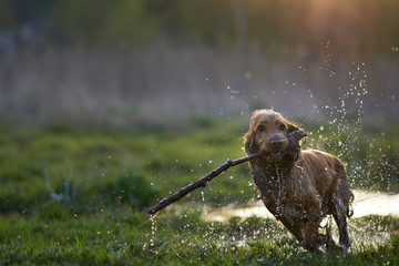 redhead Spaniel dog running with a stick