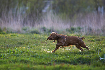 redhead Spaniel dog running with a stick