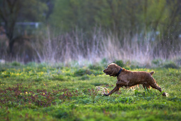 redhead Spaniel dog running with a stick