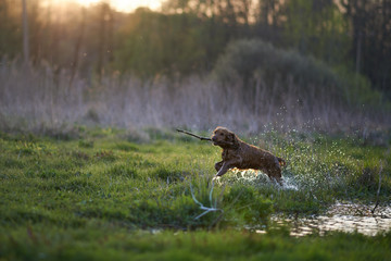 redhead Spaniel dog running with a stick