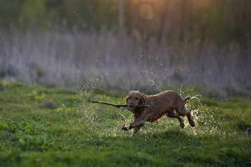 redhead Spaniel dog running with a stick