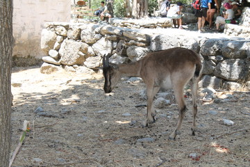 samaria gorge