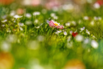 beautiful flowers macro