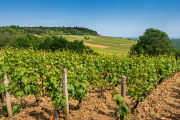 Fototapeta na wymiar paysage de Bourgogne
