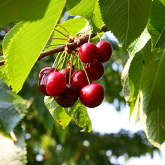 Kirschen - Cherries © Branko Srot