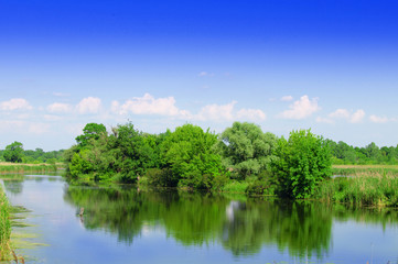 Fototapeta na wymiar Wild Bog Swamp