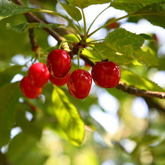 Kirschen - Cherries