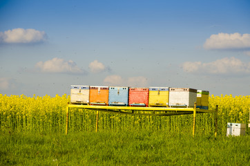 Fototapeta na wymiar Beekeeping with oilseed rape in the background and blue sky
