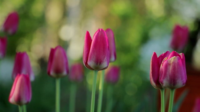 Tulips in garden. Red tulips swaying in the wind.