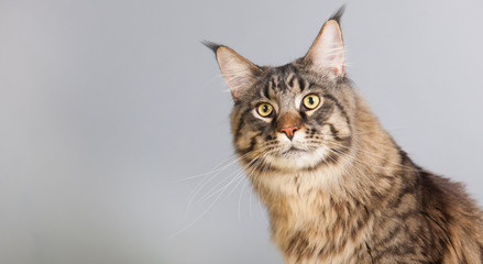 Maine coon cat on gray