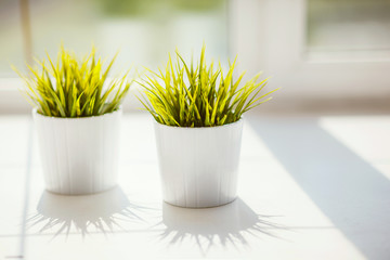 Grass in pots on the windowsill