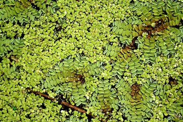 duckweed