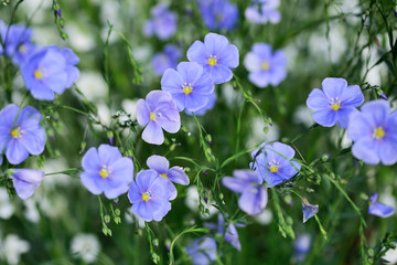 Flax flowers